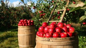 Pourquoi visiter une plateforme de jardinerie et de culture bio ?