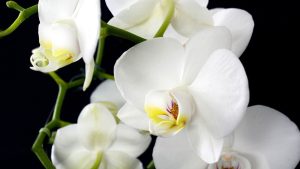 Comment entretenir les orchidées après la floraison ?