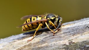 Comment s'occuper d'un nid de guêpes ?