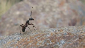 Comment se débarrasser des fourmis dans une maison ?