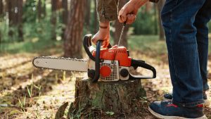 Élagage en Vendée : quand et pourquoi faire appel à un professionnel ?