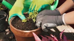 Jardinage à domicile : une solution fiable pour votre extérieur